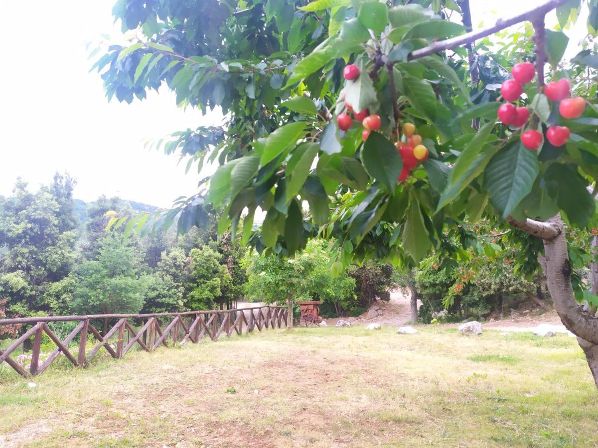Agriturismo Colloreto Morano Calabro Ngoại thất bức ảnh